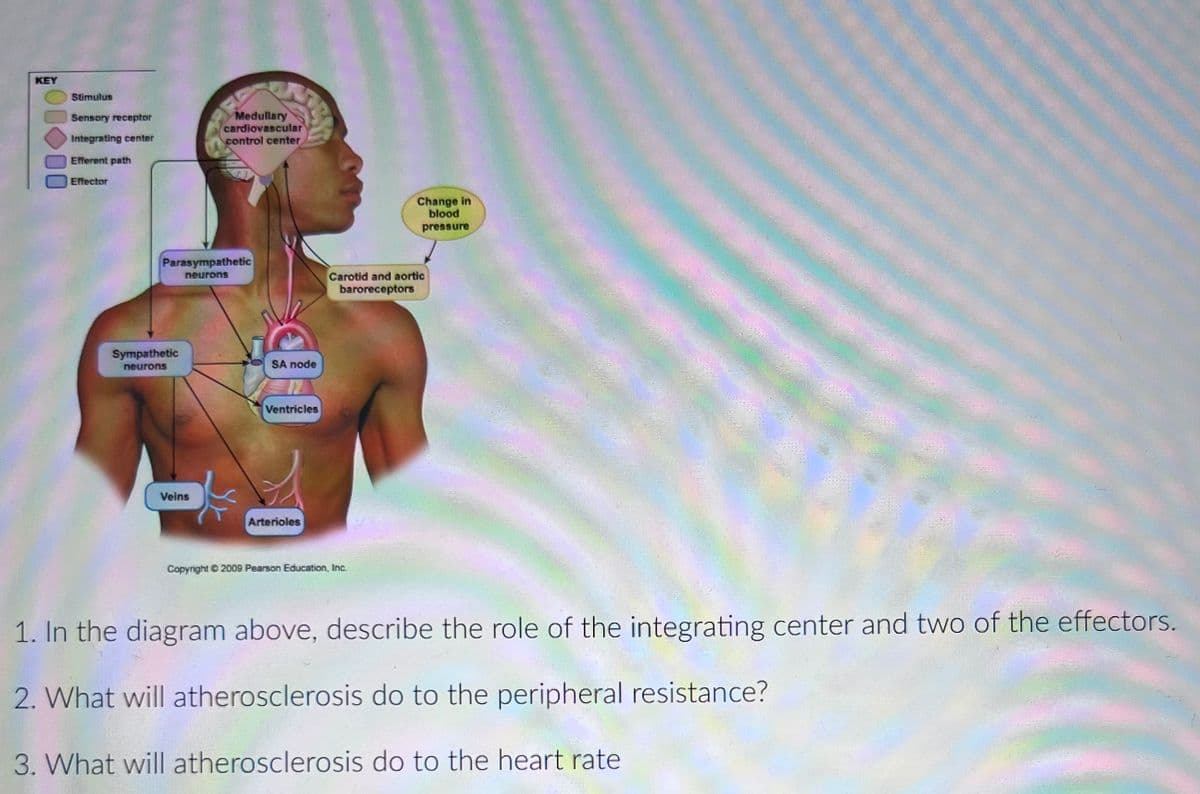 KEY
Stimulus
Medullary
cardiovascular
control center
Sensory receptor
Integrating center
Efferent path
Effector
Change in
blood
pressure
Parasympathetic
Carotid and aortic
baroreceptors
neurons
Sympathetic
neurons
SA node
Ventricles
Veins
Arterioles
Copyright 2009 Pearson Education, Inc.
1. In the diagram above, describe the role of the integrating center and two of the effectors.
2. What will atherosclerosis do to the peripheral resistance?
3. What will atherosclerosis do to the heart rate
