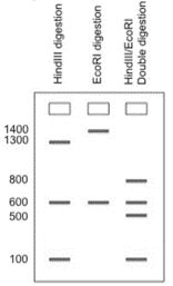 100
-
T |
I
I |||
Hindill digestion
EcoRI digestion
Hindi/EcoRI
Double digestion