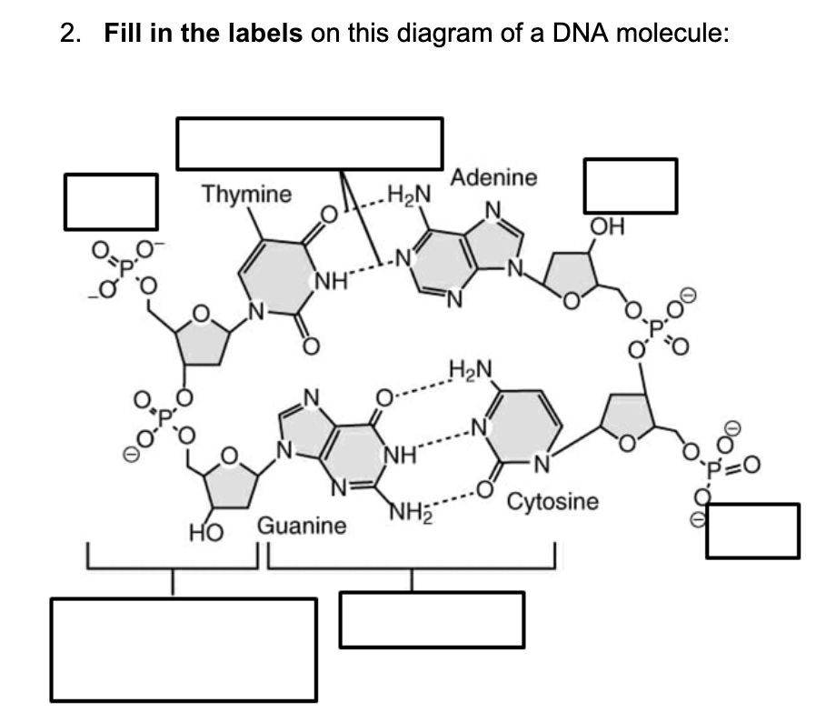 2. Fill in the labels on this diagram of a DNA molecule:
Thymine
.H2N
Adenine
N.
OH
NH
H2N
0.00
NH"
N'
P=0
Но
Guanine
NH2
Cytosine
