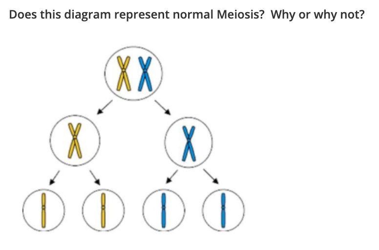 Does this diagram represent normal Meiosis? Why or why not?
XX
X)
(X
0000
