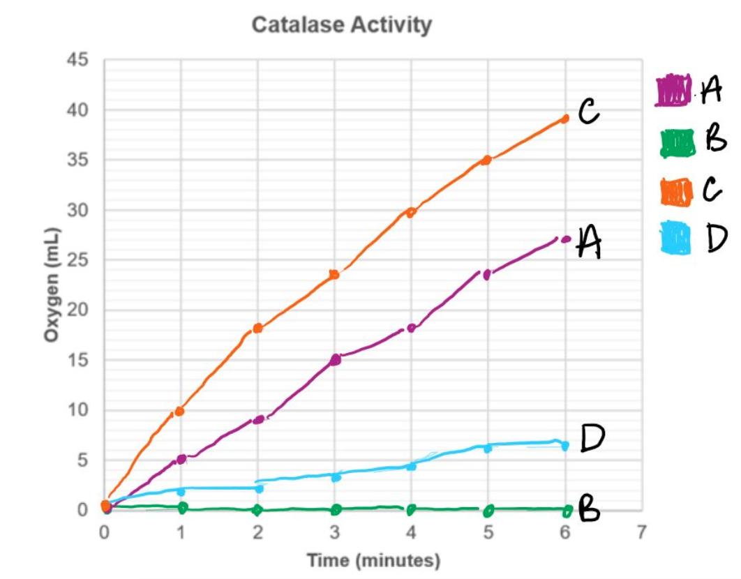 Catalase Activity
45
40
35
30
25
15
10
D
1
4
7
Time (minutes)
(jw) uaBKxo
