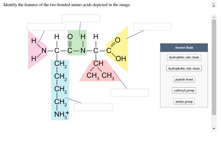 Identify the features of the two bonded amino acids depicted in the image.
HOHH
| || | |
N-C-C-N-C-C
CH
CH₂2
CH₂2
CH₂ CH₂
I I
CH₂
CH₂
NH₂+
O
OH
Answer Bank
hydrophilic side chain
hydrophobic side chain
peptide bond
carboxyl group
amino group
<>