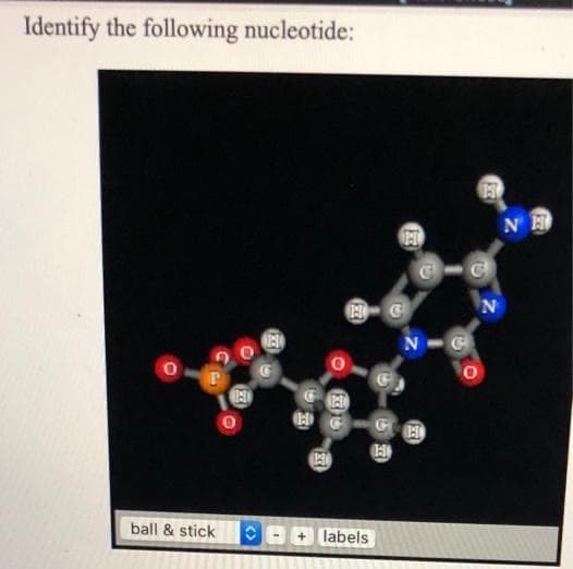 Identify the following nucleotide:
NH
N
ball & stick
labels
