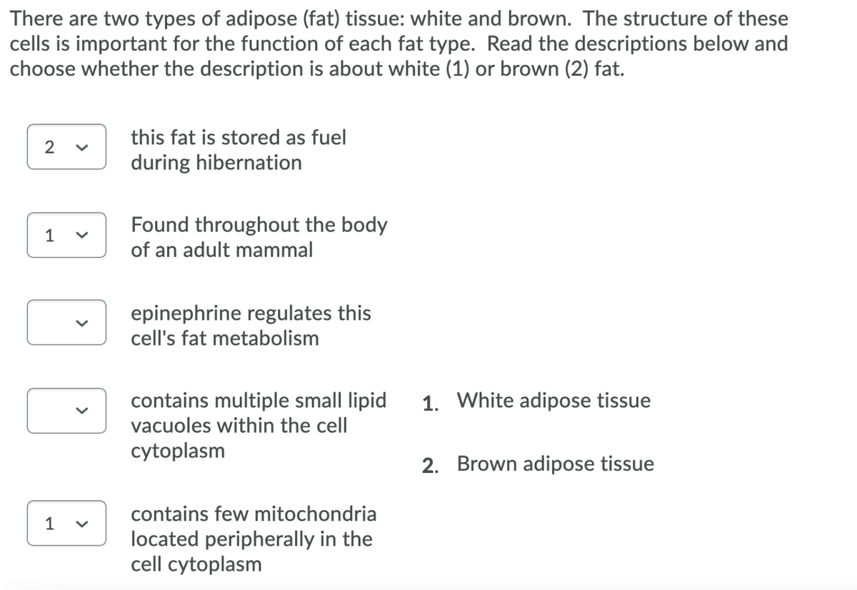 There are two types of adipose (fat) tissue: white and brown. The structure of these
cells is important for the function of each fat type. Read the descriptions below and
choose whether the description is about white (1) or brown (2) fat.
this fat is stored as fuel
2
during hibernation
Found throughout the body
of an adult mammal
1
epinephrine regulates this
cell's fat metabolism
1. White adipose tissue
contains multiple small lipid
vacuoles within the cell
cytoplasm
2. Brown adipose tissue
contains few mitochondria
1
located peripherally in the
cell cytoplasm
