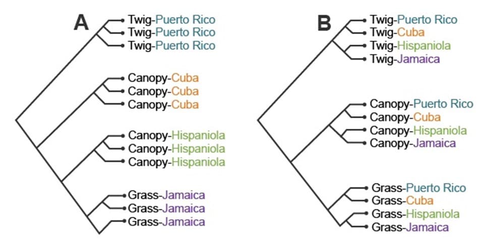 Twig-Puerto Rico
Twig-Cuba
Twig-Hispaniola
Twig-Jamaica
A
Twig-Puerto Rico
Twig-Puerto Rico
Twig-Puerto Rico
В
Canopy-Cuba
Canopy-Cuba
Canopy-Cuba
Canopy-Puerto Rico
Canopy-Cuba
Canopy-Hispaniola
Canopy-Jamaica
Canopy-Hispaniola
Canopy-Hispaniola
Canopy-Hispaniola
Grass-Puerto Rico
Grass-Cuba
Grass-Jamaica
Grass-Jamaica
Grass-Jamaica
Grass-Hispaniola
Grass-Jamaica
