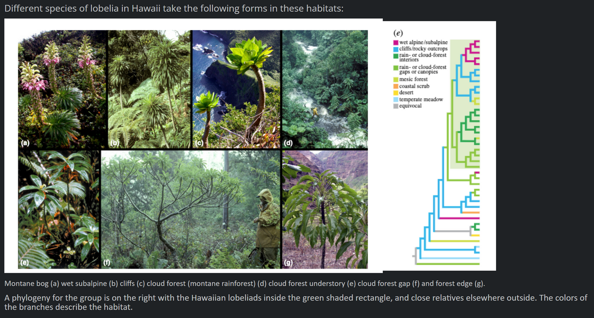 Different species of lobelia in Hawaii take the following forms in these habitats:
(f)
(d)
(g)
wet alpine/subalpine
cliffs/rocky outcrops
rain- or cloud-forest
interiors
rain- or cloud-forest
gaps or canopies
mesic forest
coastal scrub
desert
temperate meadow
equivocal
yyyy
Montane bog (a) wet subalpine (b) cliffs (c) cloud forest (montane rainforest) (d) cloud forest understory (e) cloud forest gap (f) and forest edge (g).
A phylogeny for the group is on the right with the Hawaiian lobeliads inside the green shaded rectangle, and close relatives elsewhere outside. The colors of
the branches describe the habitat.