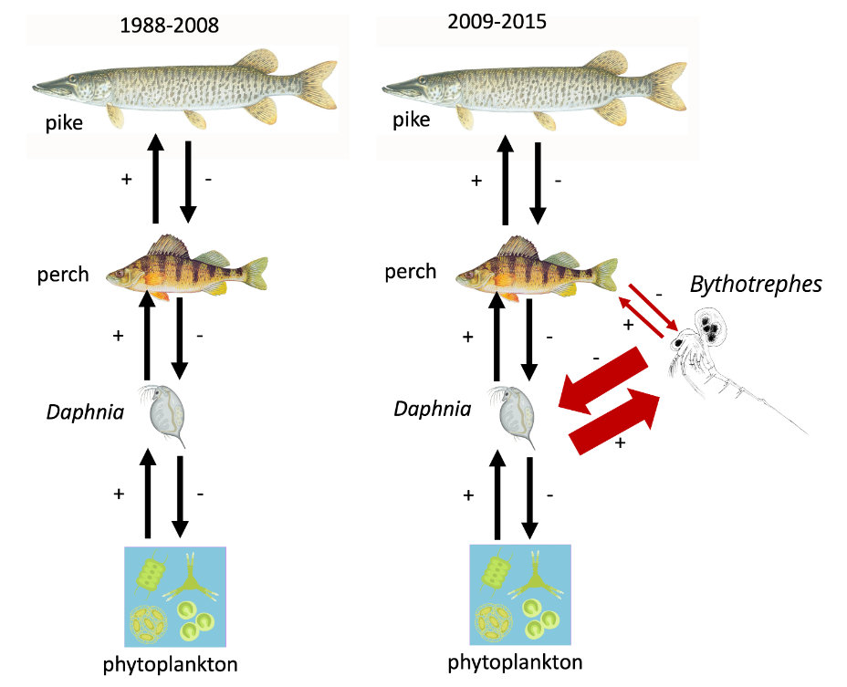 pike
perch
1988-2008
+
+
Daphnia
·↑↓
+
11
phytoplankton
pike
perch
2009-2015
+
+
Daphnia
+
↑↓
↑↓
+
11
phytoplankton
Bythotrephes