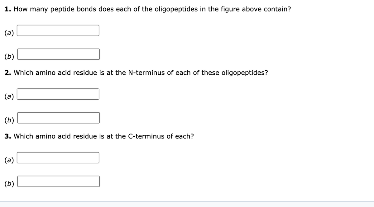 1. How many peptide bonds does each of the oligopeptides in the figure above contain?
(a)
(b)
2. Which amino acid residue is at the N-terminus of each of these oligopeptides?
(а)
(b)
3. Which amino acid residue is at the C-terminus of each?
(а)
(b)
