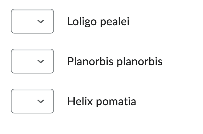 Loligo pealei
Planorbis planorbis
Helix pomatia