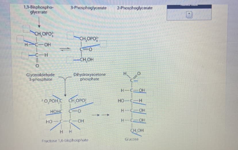 1,3-Bisphospho-
glycerate
CH₂OPO
H C-OH
-H
Glyceraldehyde
3-phosphate
3-Phosphoglycerate
CH₂OPO
(0
-CH₂OH
Dihydroxyacetone
phosphate
20,POH,C CH,OPO
HOHC
FO
HO-L-C-OH
HH
Fructose 1,6-bisphosphate
2-Phosphoglycerate
H.
HIC OH
HO-C-H
H-C-OH
H-C1OH
CH,OH
Glucose