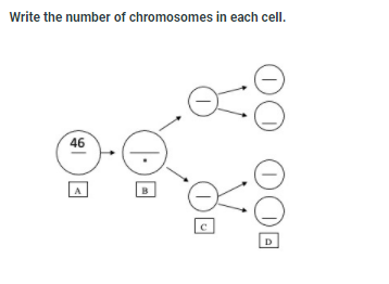 Write the number of chromosomes in each cell.
46
C
D
