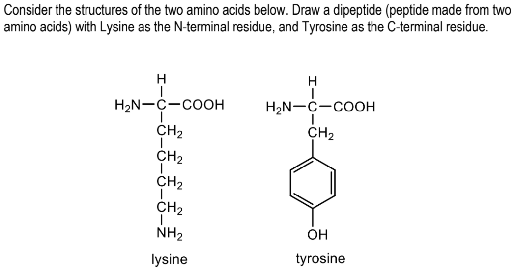 Consider the structures of the two amino acids below. Draw a dipeptide (peptide made from two
amino acids) with Lysine as the N-terminal residue, and Tyrosine as the C-terminal residue.
H.
H2N-C-COOH
H2N-C-COOH
CH2
CH2
CH2
CH2
CH2
NH2
ОН
lysine
tyrosine
