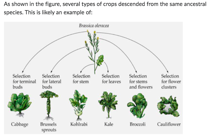 As shown in the figure, several types of crops descended from the same ancestral
species. This is likely an example of:
Brassica oleracea
Selection
for terminal
buds
Cabbage
Selection
Selection
for lateral for stem
buds
Brussels
sprouts
Kohlrabi
Selection
for leaves
Kale
Selection
for stems
and flowers
Selection
for flower
clusters
Broccoli Cauliflower