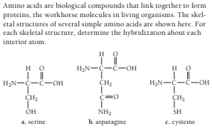 Amino acids are biological compounds that link together to form
proteins, the workhorse molecules in living organisms. The skel-
etal structures of several simple amino acids are shown here. For
each skeletal structure, determine the hybridization about each
interior atom.
но
H2N-C-C-OH
но
но
H2N-Ç-C-OH
CH2
H2N-C-C-OH
CH2
CH2
он
NH2
SH
b. asparagine
C. cysteine
a. serine
