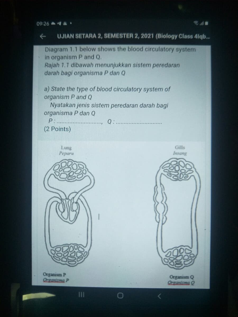 09:26 4.
UJIAN SETARA 2, SEMESTER 2, 2021 (Biology Class 4lqb..
Diagram 1.1 below shows the blood circulatory system
in organism P and Q.
Rajah 1.1 dibawah menunjukkan sistem peredaran
darah bagi organisma P dan Q
a) State the type of blood circulatory system of
organism P and Q
Nyatakan jenis sistem peredaran darah bagi
organisma P dan Q
P:
Q:
(2 Points)
Lung
Peparu
Gills
Insang
Organism P
Qrganisma P
Organism Q
Organtsma Q
III
