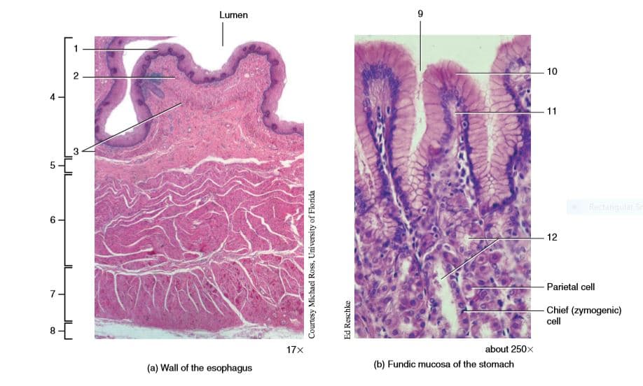 Lumen
1
- 10
2
11
Bectangular S
-12
- Parietal cell
-Chief (zymogenic)
cell
8.
17x
about 250x
(a) Wall of the esophagus
(b) Fundic mucosa of the stomach
Courtesy Michael Ross, University of Florida
Ed Reschke
