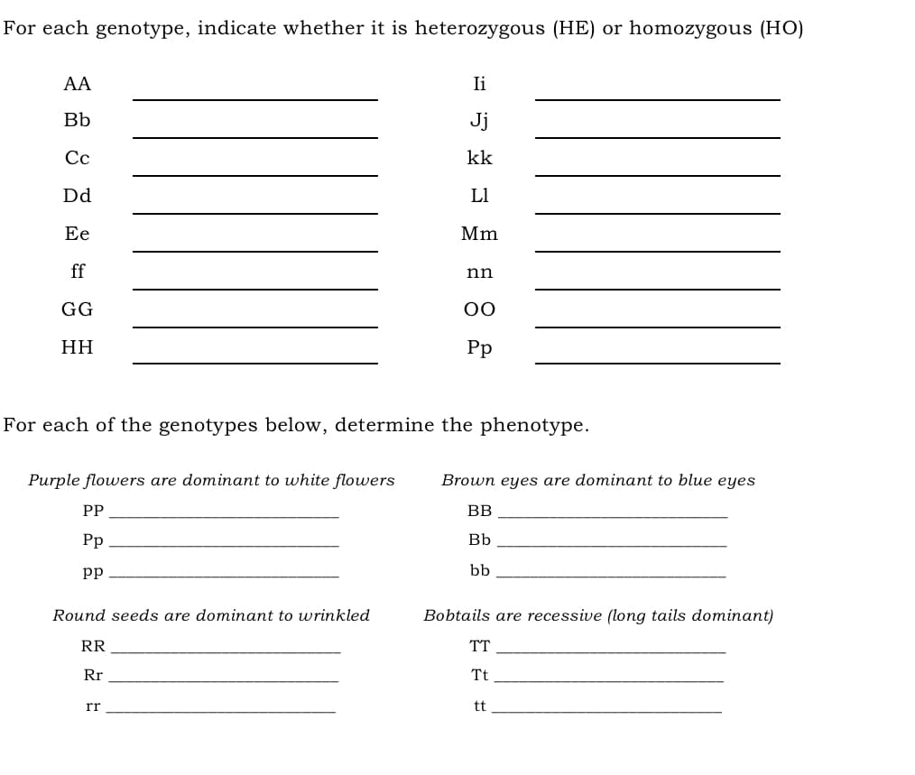 For each genotype, indicate whether it is heterozygous (HE) or homozygous (HO)
AA
Bb
Cc
Dd
Ee
ff
GG
HH
Purple flowers are dominant to white flowers
PP
Pp
pp
For each of the genotypes below, determine the phenotype.
Round seeds are dominant to wrinkled
RR
Rr
Ii
Jj
kk
L1
Mm
rr
nn
OO
Pp
Brown eyes are dominant to blue eyes
BB
Bb
bb
Bobtails are recessive (long tails dominant)
TT
Tt
tt