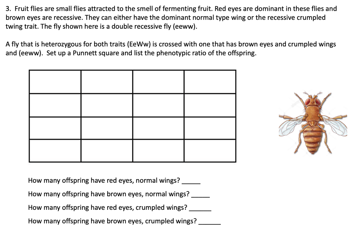 3. Fruit flies are small flies attracted to the smell of fermenting fruit. Red eyes are dominant in these flies and
brown eyes are recessive. They can either have the dominant normal type wing or the recessive crumpled
twing trait. The fly shown here is a double recessive fly (eeww).
A fly that is heterozygous for both traits (EeWw) is crossed with one that has brown eyes and crumpled wings
and (eeww). Set up a Punnett square and list the phenotypic ratio of the offspring.
How many offspring have red eyes, normal wings?
How many offspring have brown eyes, normal wings?
How many offspring have red eyes, crumpled wings?
How many offspring have brown eyes, crumpled wings?
