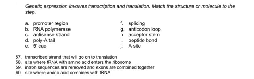 Genetic expression involves transcription and translation. Match the structure or molecule to the
step.
a. promoter region
b. RNA polymerase
c. antisense strand
d. poly-A tail
е. 5 саp
f. splicing
g. anticodon loop
h. acceptor stem
i. peptide bond
j. A site
57. transcribed strand that will go on to translation
58. site where tRNA with amino acid enters the ribosome
59. intron sequences are removed and exons are combined together
60. site where amino acid combines with tRNA
