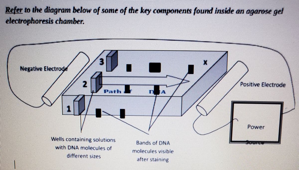 Refer to the diagram below of some of the key components found inside an agarose gel
electrophoresis chamber.
Negative Electrode
Positive Electrode
Path
Power
Wells containing solutions
Bands of DNA
with DNA molecules of
molecules visible
different sizes
after staining
3.
