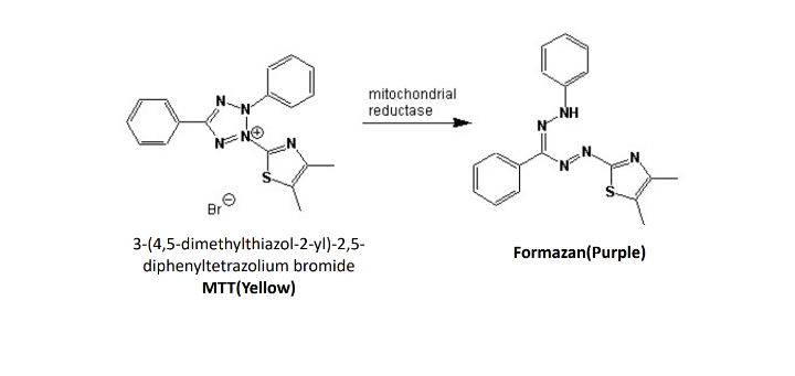 mitochondrial
reductase
NH
Br
3-(4,5-dimethylthiazol-2-yl)-2,5-
diphenyltetrazolium bromide
MTT(Yellow)
Formazan(Purple)
