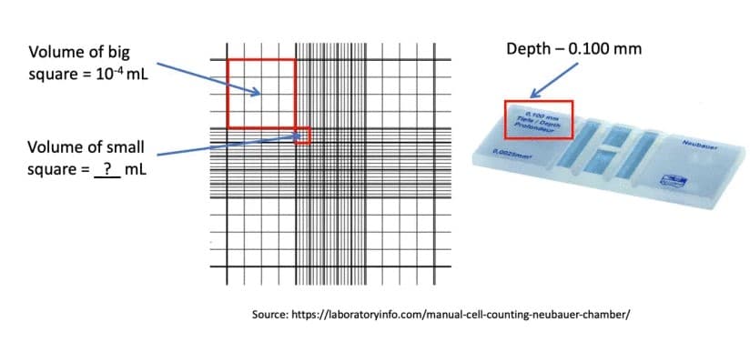 Depth – 0.100 mm
Volume of big
square = 104 mL
a roo mm
Tie/Dapi
Profendeur
Neubauer
Volume of small
square = ?_mL
Source: https://laboratoryinfo.com/manual-cell-counting-neubauer-chamber/
