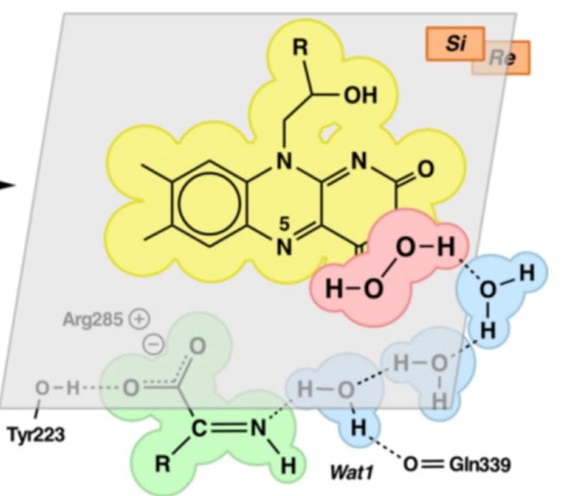 Arg285
0-HO
+
Tyr223
R
C=N
R
N.
'N
-ОН
H
OH
N.
H-O
H-O
H
Wat1
Si
O-H
H-O
H
Re
H-O
н
O=Gln339
H