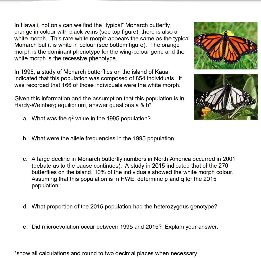 In Hawaii, not only can we find the "typical" Monarch butterfly,
orange in colour with black veins (see top figure), there is also a
white morph. This rare white morph appears the same as the typical
Monarch but it is white in colour (see bottom figure). The orange
morph is the dominant phenotype for the wing-colour gene and the
white morph is the recessive phenotype.
In 1995, a study of Monarch butterflies on the island of Kauai
indicated that this population was composed of 854 individuals. It
was recorded that 166 of those individuals were the white morph.
Given this information and the assumption that this population is in
Hardy-Weinberg equilibrium, answer questions a & b*.
a. What was the q? value in the 1995 population?
b. What were the allele frequencies in the 1995 population
c. A large decline in Monarch butterfly numbers in North America occurred in 2001
(debate as to the cause continues). A study in 2015 indicated that of the 270
butterflies on the island, 10% of the individuals showed the white morph colour.
Assuming that this population is in HWE, determine p and q for the 2015
population.
d. What proportion of the 2015 population had the heterozygous genotype?
e. Did microevolution occur between 1995 and 2015? Explain your answer.
*show all calculations and round to two decimal places when necessary
