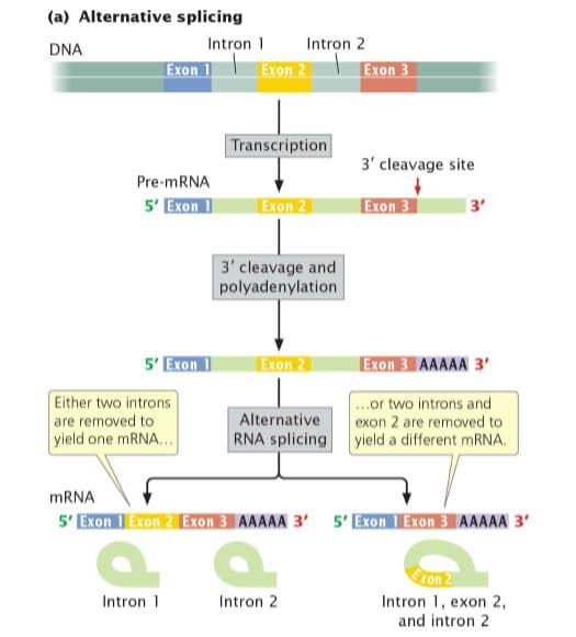 (a) Alternative splicing
DNA
Intron 1
Intron 2
Exon 1
Exon 2
Exon 3
Transcription
3' cleavage site
Pre-MRNA
5' Exon 1
ΕonΣ
ΕΚΟΠΕ
3'
3' cleavage and
polyadenylation
5' Exon 1
Exon 2
ΕΚΟΠΕΙΑΑΛΑA 3
Either two introns
are removed to
yield one MRNA...
..or two introns and
exon 2 are removed to
yield a different mRNA.
Alternative
RNA splicing
MRNA
5' Exon 1 Exon 2 Exon 3 AAAAA 3' 5' Exon 1 Exon 3 AAAAA 3'
Gron 2
Intron 2
Intron 1, exon 2,
and intron 2
Intron 1
