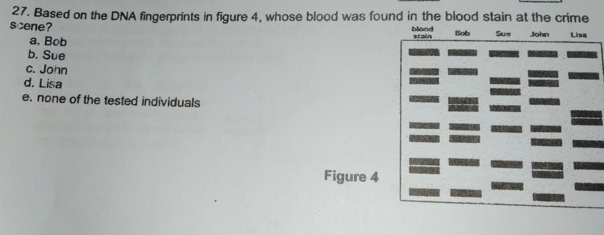 27. Based on the DNA fingerprints in figure 4, whose blood was found in the blood stain at the crime
scene?
blond
staln
Bob
Sue
John
Lisa
a. Bob
b. Sue
C. John
d. Lisa
e. none of the tested individuals
Figure 4
