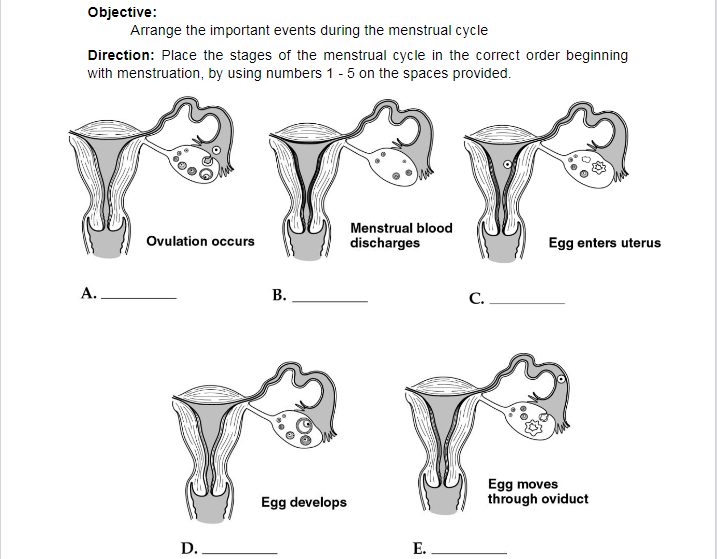 Objective:
Arrange the important events during the menstrual cycle
Direction: Place the stages of the menstrual cycle in the correct order beginning
with menstruation, by using numbers 1 - 5 on the spaces provided.
Menstrual blood
Ovulation occurs
discharges
Egg enters uterus
A.
В.
C.
Egg moves
through oviduct
Egg develops
D.
Е.
B.
