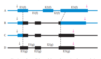 E1(0)
E2(0)
E3(0)
11(1)
12(1)
B
11(g)
12(g)
D
El(g)
E2()
E3(g)
