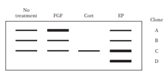 No
treatment
FGF
Cort
EP
Clone
A
B
C
D
