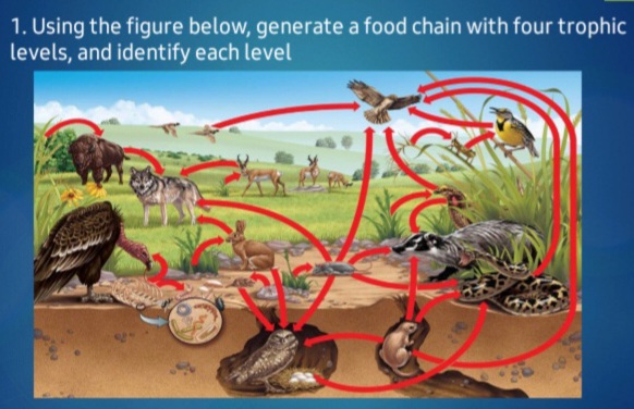 1. Using the figure below, generate a food chain with four trophic
levels, and identify each level
