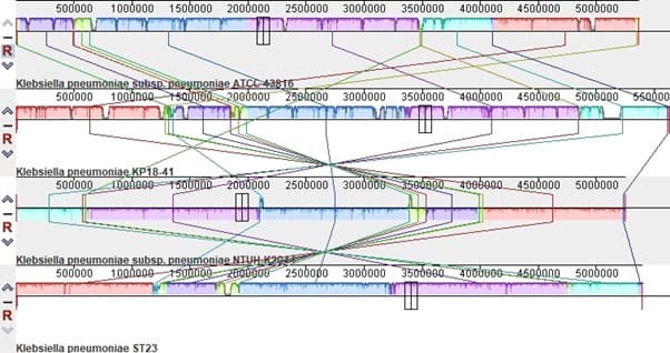 500000 100000 1500000 2000000 250b000 3000000 3500000 4000000 4500000 50obo00
Klebsiella pneumoniae snhsp. parmoniae ATCC-43816
500000 100dnao+sau 2000oou 250bo00 300000 350000 400bo00 450000 500bo00 5sado0
Klebsiella pneumoniae KP18-41
500000 10ode00- 15obono 20vd000 250bo00 3000000 5edng0 400bo00 4500000 500b000
Klebsiella pneumoniae subsp. pneumoniae NIUH K29E
500000 100ñ0 15uanog zto000 250bopo 300o6000 3500000 400bv00 45000no0 5006000
Klebsiella pneumoniae ST23
( IR>
( IR>
( IR>
