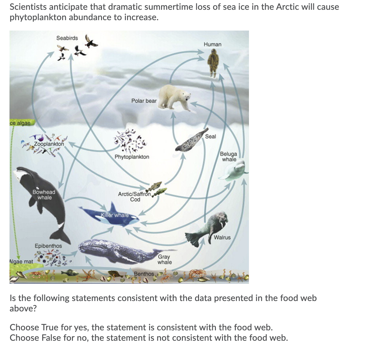 Scientists anticipate that dramatic summertime loss of sea ice in the Arctic will cause
phytoplankton abundance to increase.
Seabirds
Human
Polar bear
ce algae
Seal
Zooplankton
Phytoplankton
Beluga
whale
Bowhead
whale
Arctic/Saffron
Cod
Killer whale
Walrus
Epibenthos
Algae mat
Gray
whale
Benthos
Is the following statements consistent with the data presented in the food web
above?
Choose True for yes, the statement is consistent with the food web.
Choose False for no, the statement is not consistent with the food web.
