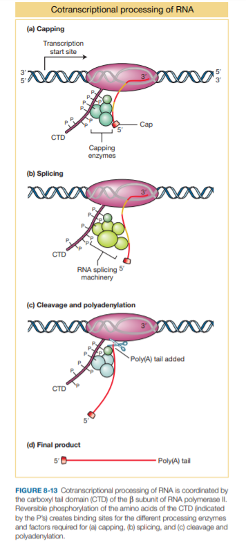 Cotranscriptional processing of RNA
(a) Capping
Transcription
start site
Cap
CTD
Capping
enzymes
(b) Splicing
CTD
RNA splicing 5
machinery
(c) Cleavage and polyadenylation
Poly(A) tail added
(d) Final product
- Poly(A) tail
FIGURE 8-13 Cotranscriptional processing of RNA is coordinated by
the carboxyl tal domain (CTD) of the B subunit of RNA polymerase II
Reversible phosphorylation of the amino acids of the CTD (indicated
by the P's) creates binding sites for the different processing enzymes
and factors required for (a) capping, (b) splicing, and (c) cleavage and
polyadenylation.
