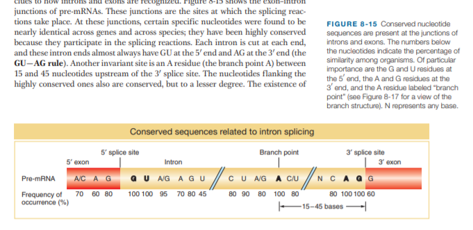 junctions of pre-mRNAs. These junctions are the sites at which the splicing reac-
tions take place. At these junctions, certain specific nucleotides were found to be
nearly identical across genes and across species; they have been highly conserved
because they participate in the splicing reactions. Each intron is cut at each end,
and these intron ends almost always have GU at the 5' end and AG at the 3' end (the
GU-AG rule). Another invariant site is an A residue (the branch point A) between
15 and 45 nucleotides upstream of the 3' splice site. The nucleotides flanking the
highly conserved ones also are conserved, but to a lesser degree. The existence of
FIGURE 8-15 Conserved nucleotide
sequences are present at the junctions of
introns and exons. The numbers below
the nucleotides indicate the percentage of
similarity among organisms. Of particular
importance are the G and U residues at
the 5' and, the A and G residues at the
3' end, and the A residue labeled "branch
point" (see Figure 8-17 for a view of the
branch structure). N represents any base.
Conserved sequences related to intron splicing
5' splice site
Branch point
3' splice site
3' exon
5' еxon
Intron
A/C AG
a U A/G A GU
CU /G A CU
NCA Q G
Pre-MRNA
Frequency of
occurrence (%)
70 60 80
100 100 95
70 80 45
80 90
80 100 80
80 100 100 60
15-45 bases -
