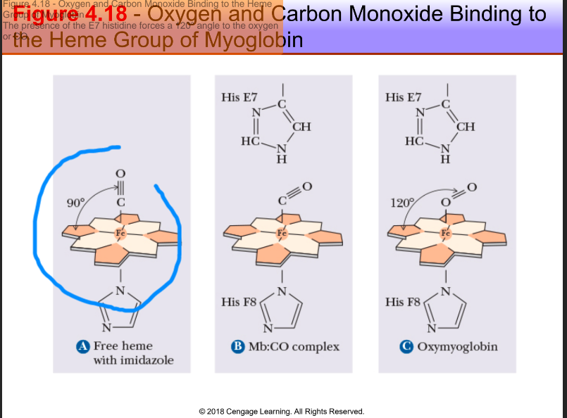 Figure 4.18 - Oxygen and Carbon Monoxide Binding to the Heme
Group CM - Carbon Monoxide Binding to
or the Heme Group of Myoglobin
The presence of the E7 histidine forces a 120 angle to the oxygen
90°
8=0
Free heme
with imidazole
His E7
HC.
His F8
H
N.
CH
B Mb:CO complex
© 2018 Cengage Learning. All Rights Reserved.
His E7
HC
120°
His F8
-N
H
CH
COxymyoglobin