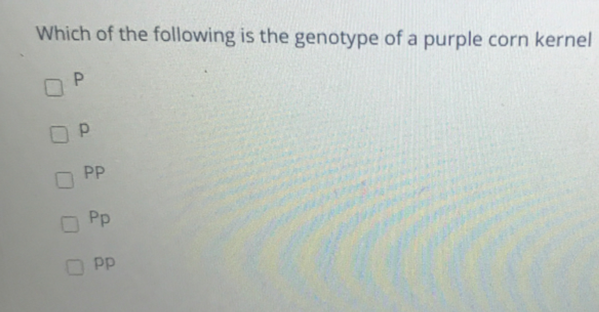Which of the following is the genotype of a purple corn kernel
P.
PP
Pp
pp
