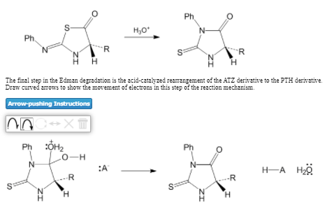 Ph,
S-
H,O
Ph.
R.
'N
'N'
H.
The final step in the Edman degradation is the acid-catalyzed rearrengement of the ATZ derivative to the PTH derivative.
Draw curved arrows to show the movement of electrons in this step of the reaction mechanism.
Arrow-pushing Instructions
Ph
Ph
0-H
:A
N-
H-A Hö
--R
-R
H.
H.
