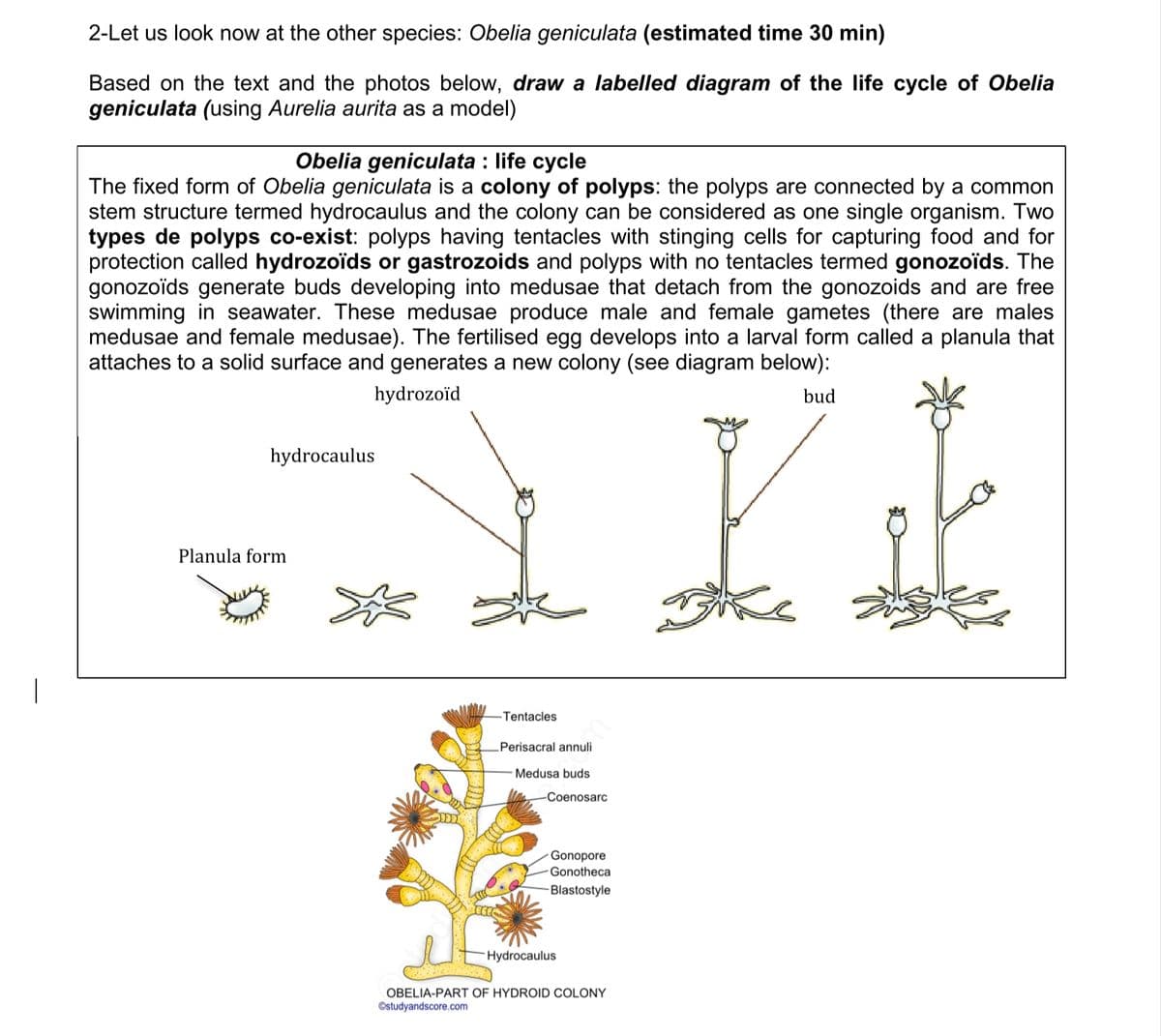 2-Let us look now at the other species: Obelia geniculata (estimated time 30 min)
Based on the text and the photos below, draw a labelled diagram of the life cycle of Obelia
geniculata (using Aurelia aurita as a model)
Obelia geniculata : life cycle
The fixed form of Obelia geniculata is a colony of polyps: the polyps are connected by a common
stem structure termed hydrocaulus and the colony can be considered as one single organism. Two
types de polyps co-exist: polyps having tentacles with stinging cells for capturing food and for
protection called hydrozoïds or gastrozoids and polyps with no tentacles termed gonozoïds. The
gonozoïds generate buds developing into medusae that detach from the gonozoids and are free
swimming in seawater. These medusae produce male and female gametes (there are males
medusae and female medusae). The fertilised egg develops into a larval form called a planula that
attaches to a solid surface and generates a new colony (see diagram below):
hydrozoïd
bud
hydrocaulus
Planula form
-Tentacles
Perisacral annuli
Medusa buds
-Coenosarc
Gonopore
Gonotheca
Blastostyle
Hydrocaulus
OBELIA-PART OF HYDROID COLONY
©studyandscore.com
