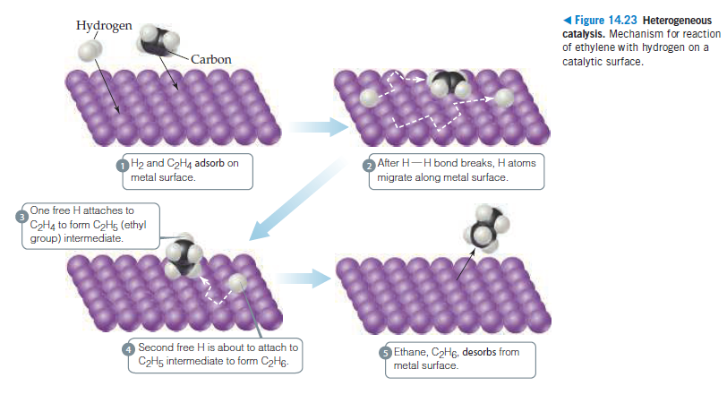 1 Figure 14.23 Heterogeneous
Hydrogen
catalysis. Mechanism for reaction
of ethylene with hydrogen on a
catalytic surface.
Carbon
H2 and C2H4 adsorb on
metal surface.
After H-H bond breaks, H atoms
migrate along metal surface.
One free H attaches to
C2H4 to form C2H5 (ethyl
group) intermediate.
Second free H is about to attach to
C2H5 intermediate to form C2Hg.
Ethane, C2H6, desorbs from
metal surface.
