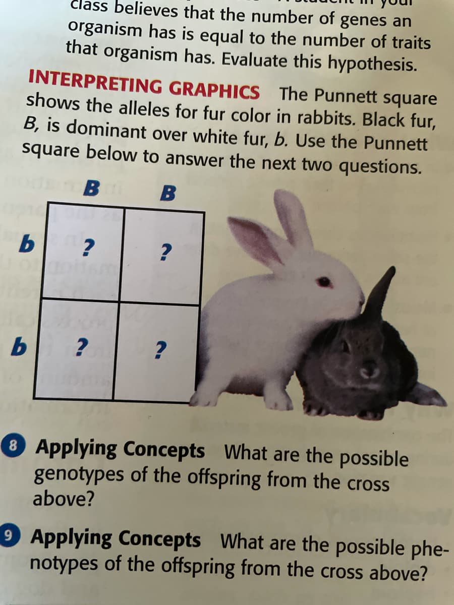 člass believes that the number of genes an
organism has is equal to the number of traits
that organism has. Evaluate this hypothesis.
INTERPRETING GRAPHICS The Punnett square
shows the alleles for fur color in rabbits. Black fur,
B, is dominant over white fur, b. Use the Punnett
square below to answer the next two questions.
B B
?
b ?
8 Applying Concepts What are the possible
genotypes of the offspring from the cross
above?
Applying Concepts What are the possible phe-
notypes of the offspring from the cross above?
