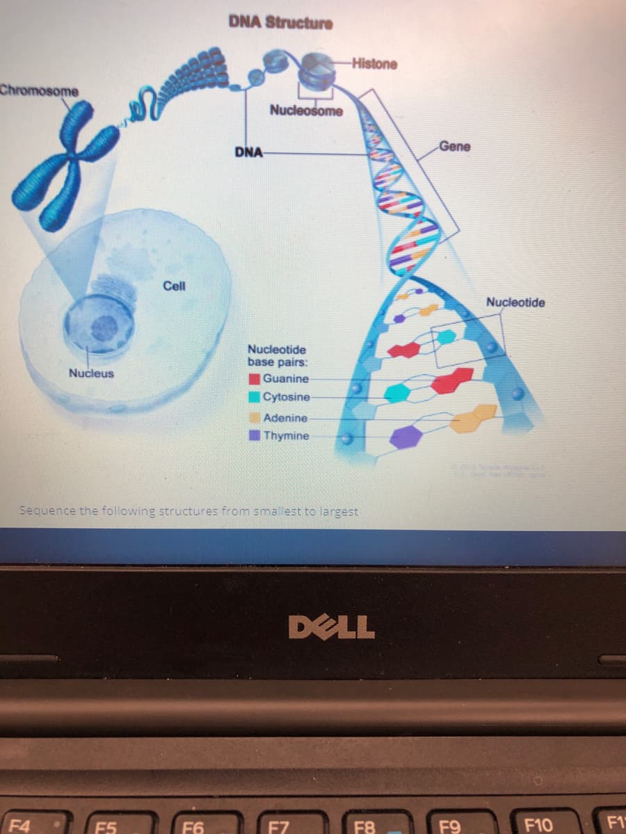 DNA Structure
Histone
Chromosome
Nucleosome
DNA
Gene
Cell
Nucleotide
Nucleotide
base pairs:
Guanine
Cytosine
Nucleus
Adenine
Thymine
Sequence the following structures from smallest to largest
DELL
F4
F5
F6
F7
F8
F9
F10
F1
