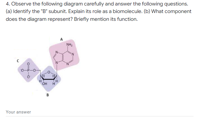 4. Observe the following diagram carefully and answer the following questions.
(a) Identify the "B" subunit. Explain its role as a biomolecule. (b) What component
does the diagram represent? Briefly mention its function.
A
NH2
OH
в
Your answer
