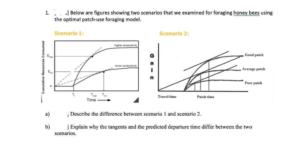 -] Below are figures showing two scenarios that we examined for foraging honey bees using
the optimal patch-use foraging model.
1.
Scenario 1:
Scenario 2:
higher productivity
Good patch
lower productivity
Average patch
Poor patch
T.
T
Travel time
Patch time
Time
а)
| Describe the difference between scenario 1 and scenario 2.
b)
| Explain why the tangents and the predicted departure time differ between the two
scenarios.
Cumulative Resources Consumed
