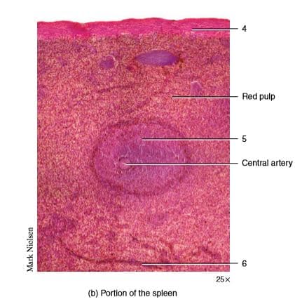 4
Red pulp
Central artery
6
25x
(b) Portion of the spleen
Mark Nielsen
