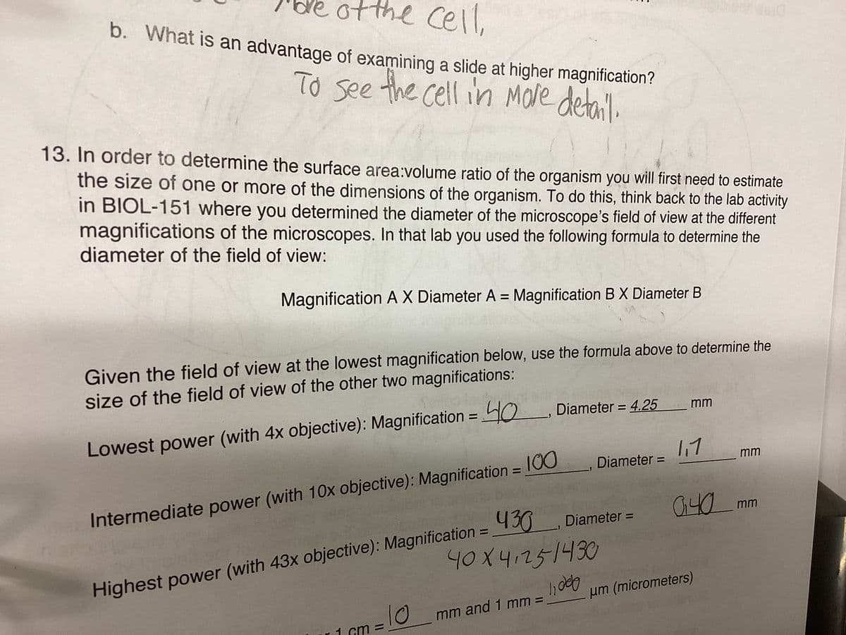 of the cell,
b. What is an advantage of examining a slide at higher magnification?
To see the cell in More detail.
13. In order to determine the surface area:volume ratio of the organism you will first need to estimate
the size of one or more of the dimensions of the organism. To do this, think back to the lab activity
in BIOL-151 where you determined the diameter of the microscope's field of view at the different
magnifications of the microscopes. In that lab you used the following formula to determine the
diameter of the field of view:
Magnification A X Diameter A = Magnification B X Diameter B
Given the field of view at the lowest magnification below, use the formula above to determine the
size of the field of view of the other two magnifications:
Lowest power (with 4x objective): Magnification=40, Diameter = 4.25
Intermediate power (with 10x objective): Magnification = 100
430
40X41251430
Highest power (with 43x objective): Magnification
1
m=
lo
mm and 1 mm =
Diameter =
Diameter =
lidelo
mm
1.1
mm
040 mm
μm (micrometers)