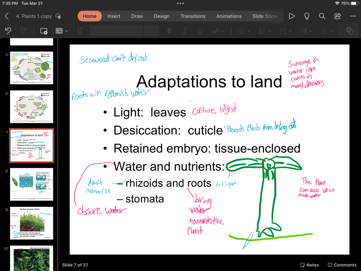 7:35 PM Tue Mar 21
< 4. Plants 1 copy
5
5
6
7
8
9
10
Alteratis of generatiers d
All
for ting
40
Zygote (2n)
(retained on
parent)
(2n)
MEIOSIS
chare wake
scale
generation
gmilliyle
gon
Seaweed chi't defaut
masi
that
MEIOSI
Sporophyte
(multicellular,
diplo
FERTILIZATION
WO
MITOSIS
Spores (n)
30.
Sperm (n)
Zygote
Gametes are
prod
P
Spores (n)
Riverwant
Multicellular
adult (n)
MITOSIS
FERTILIZATION
Water and nutrients:
rhizoids and roots s
stomata
Then
Gametophyte
(multicellular, L
haploid)
Gametes
wal
towards the
Cent
Egg (
MITOSI
MITOSIS
Adaptations to land
Light: leaves offure Hight
• Desiccation: cuticle
• Retained embryo: tissue-enclosed
MITOSIS
pass
Haploid (n)
Diploid (2)
(a) Non-vascular plants
TOSIS
Haploid (
Diploid (2)
Det g
Suome
Poo
5.mim
Do not have vascular tissue to
conduct water and provide support
(for example, mosses)
C
per
Po
lag
Marchantia polymorpha
B
Home Insert Draw
Seaweed Can't dry out
roots with replenish water
Design
obsore water
Slide 7 of 37
B
- stomata
●●●
Transitions
I
U
Animations
aAv
Adaptations to land
bring
Slide Show
Light: leaves capture light
Desiccation: cuticle: Prevents Plants from drying out
Retained embryo: tissue-enclosed
Water and nutrients:
dat rhizoids and roots get light
memerize
weiter
towards the
Plant
A
=✓ = ✓ = ✓ =¶ ✓
Sumerge in
water light
comes in
many directions
The Plant
Can talle up so
Much water
Notes
75%
Comments